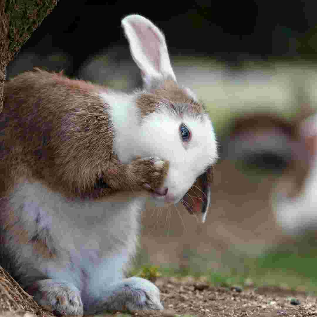 what do you use to clean a rabbit hutch