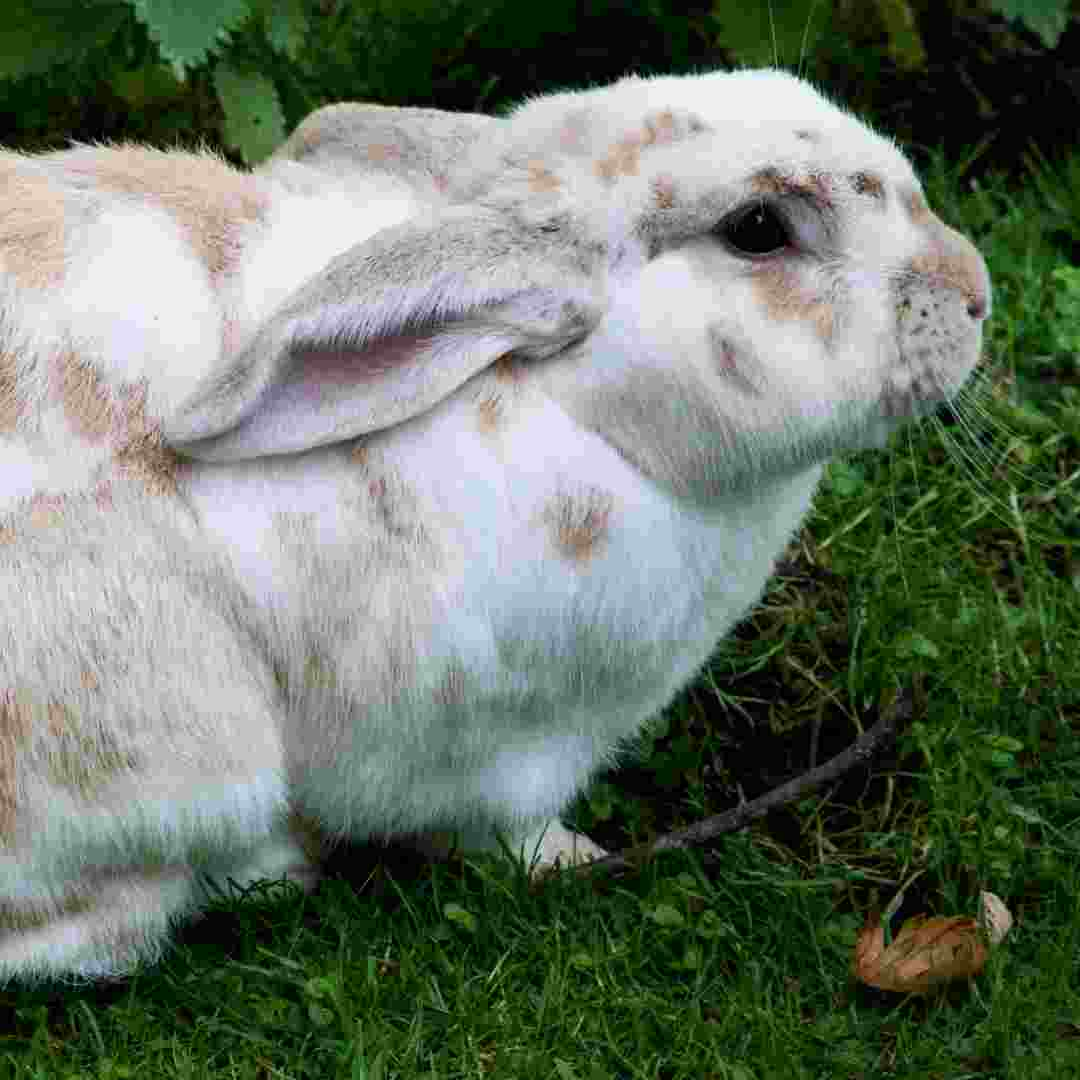 how much is an angora rabbit