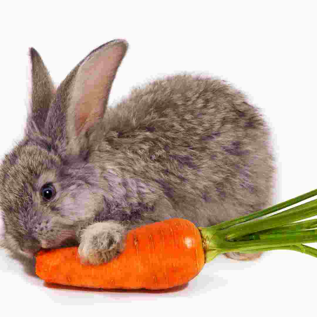 is rabbit good for food