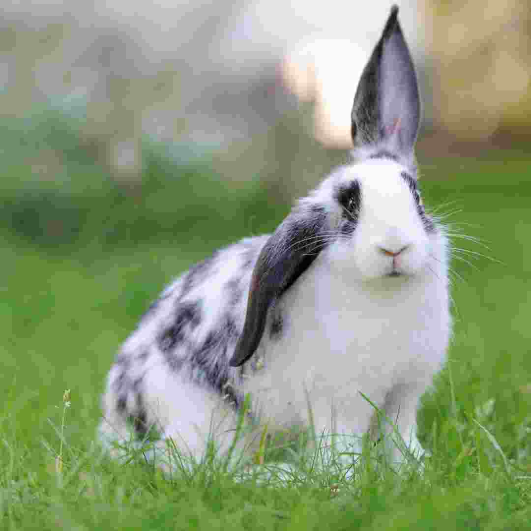 why do rabbit have long ears