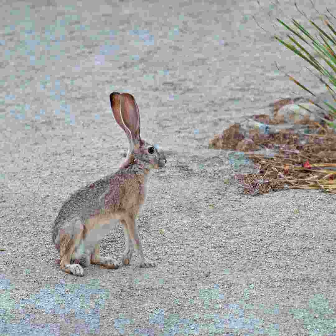 do rabbits eat celery