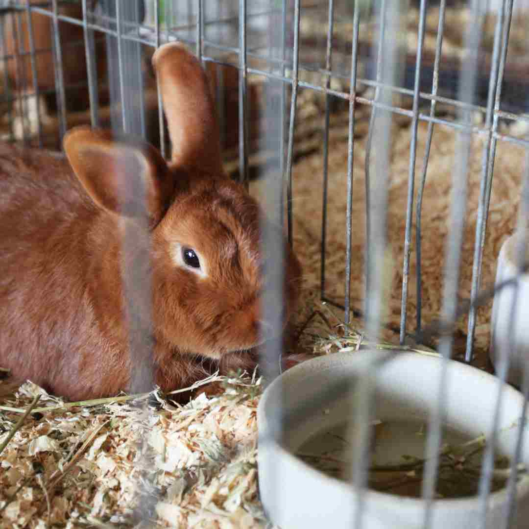 creating-the-perfect-rabbit-cage-a-step-by-step-guide-for-happy-bunnies