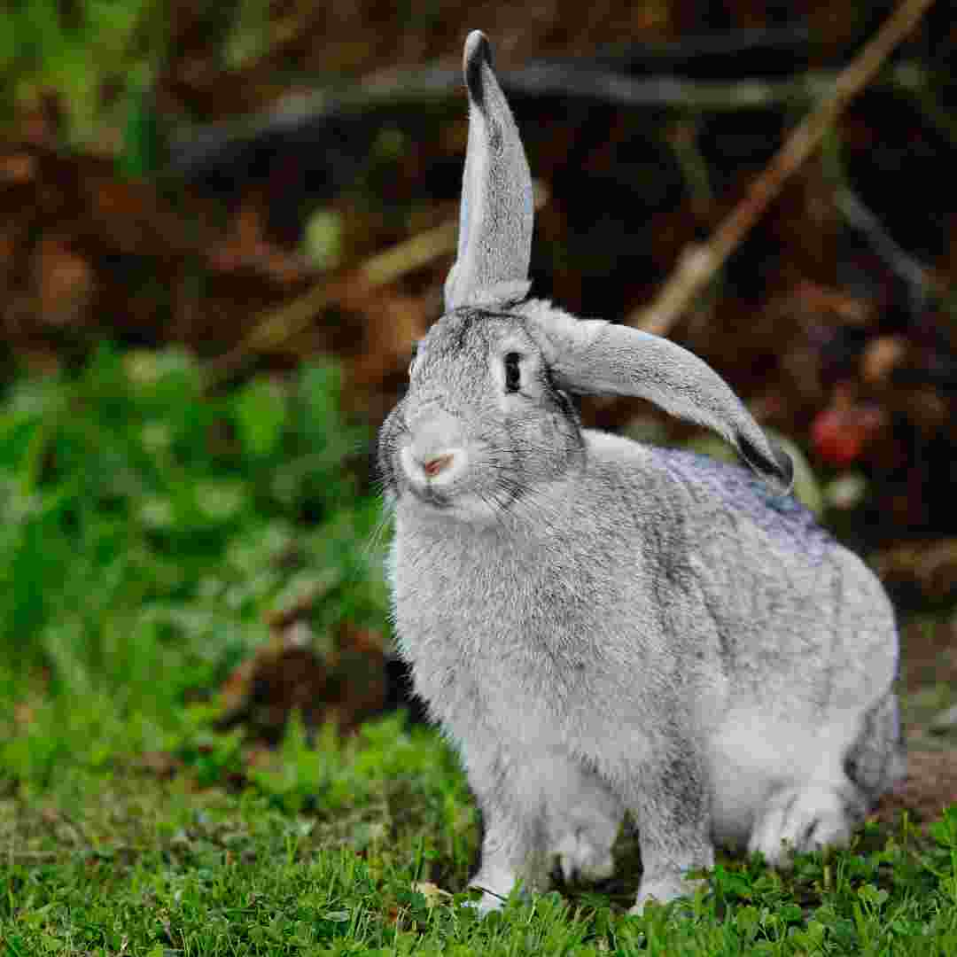 why do rabbit have long ears