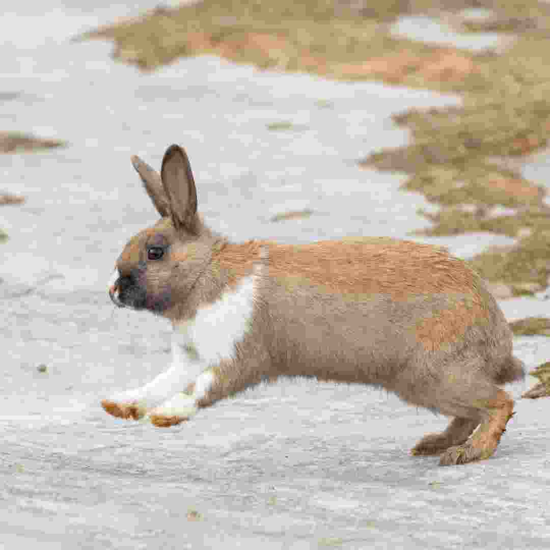 do rabbits eat celery