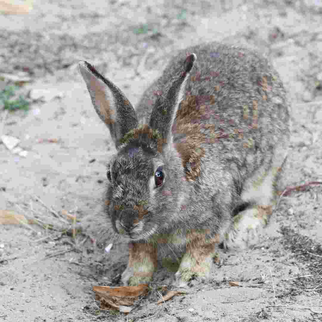 is rabbit foot fern toxic to cats