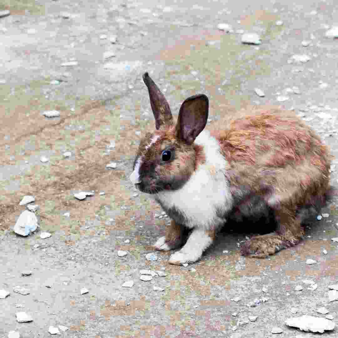 can you use rabbit poop in compost