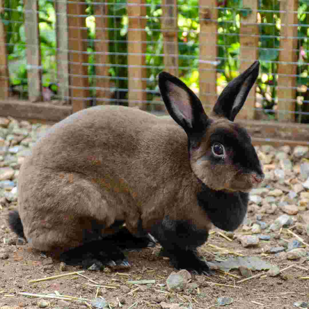 how long rabbit take to give birth