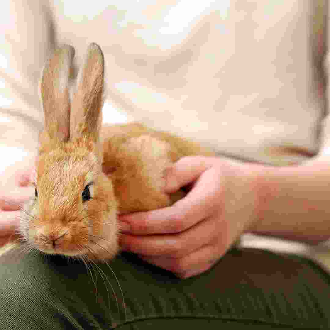 is a rabbit a good first pet