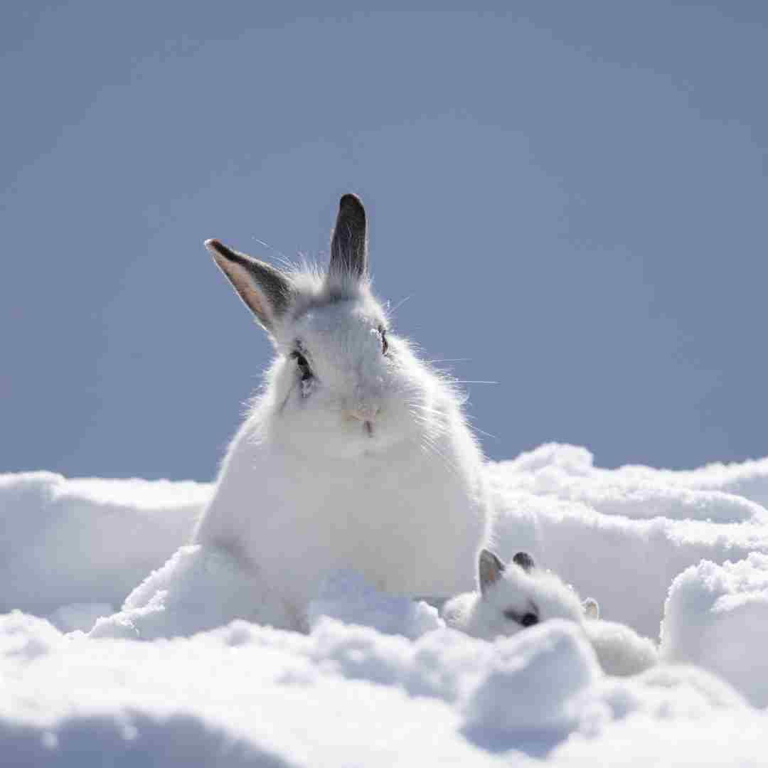 do rabbits hibernate in the winter