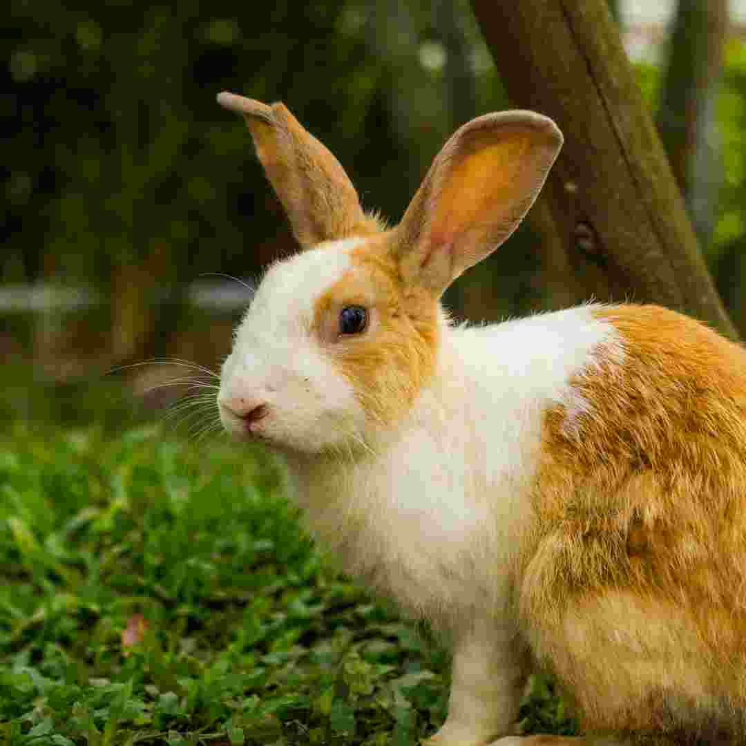 how often should a rabbit eat