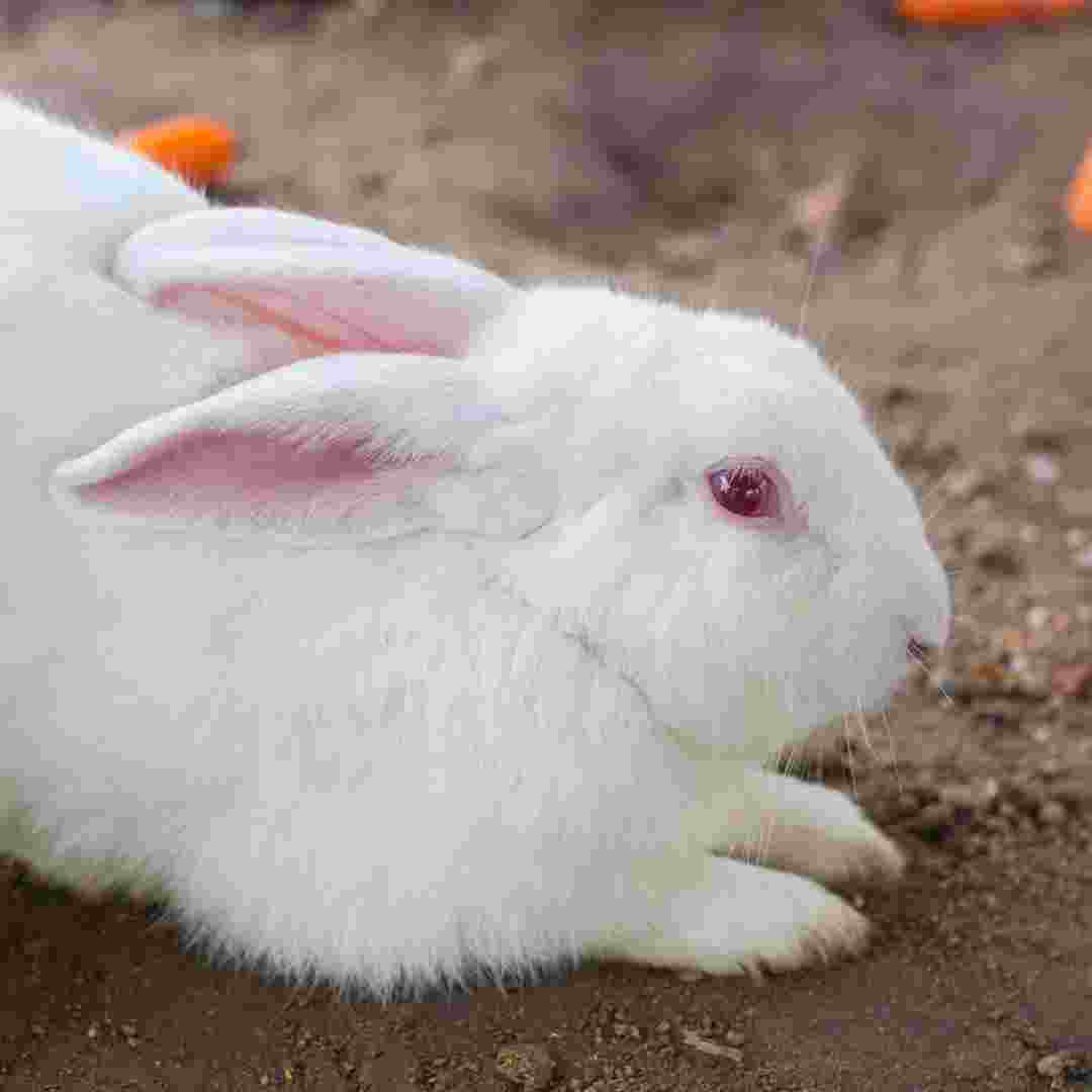 Unraveling the Mystery: Why Do Rabbits Have Red Eyes? | Exploring the