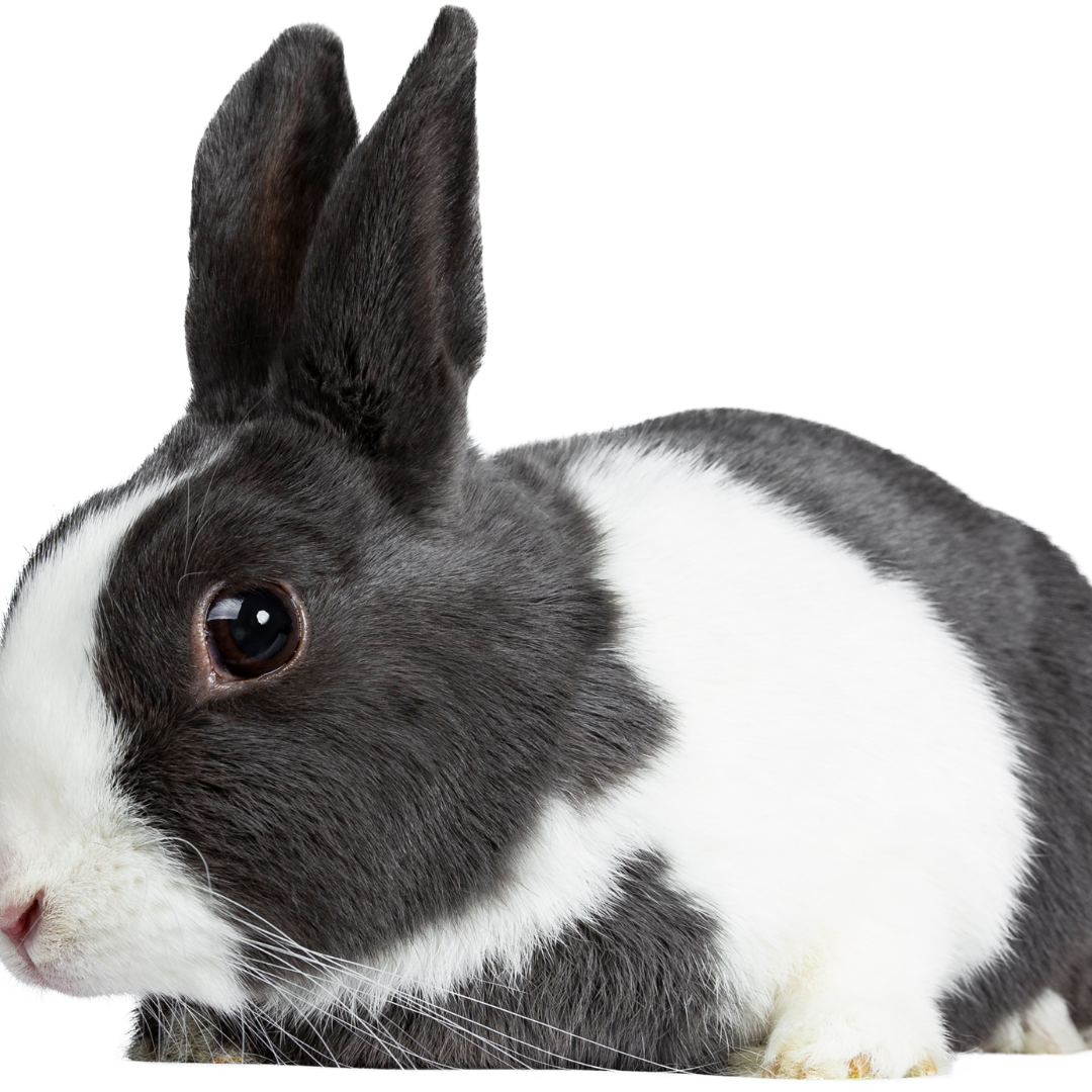 is rabbit feces harmful to dogs