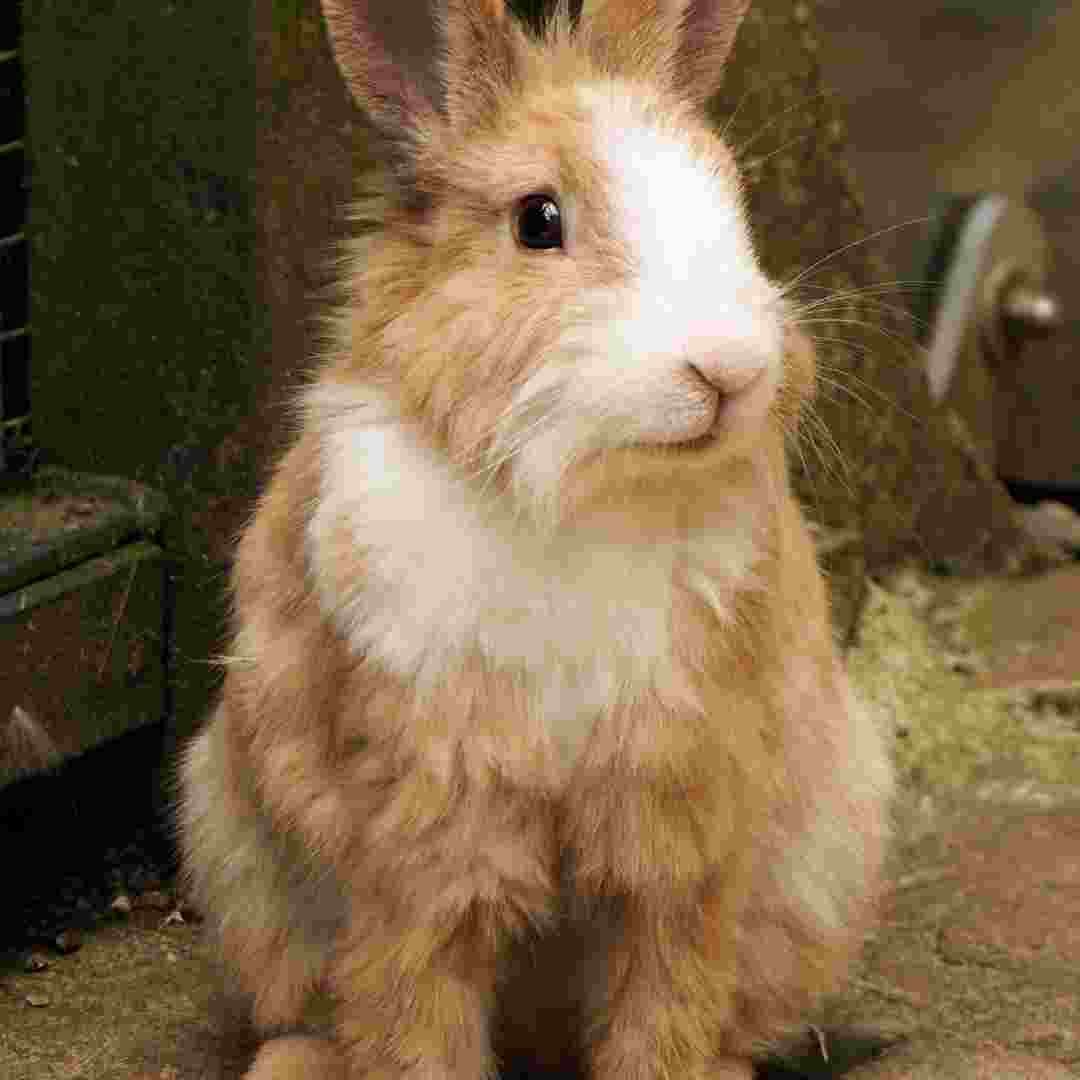 how is rabbit hemorrhagic disease spread