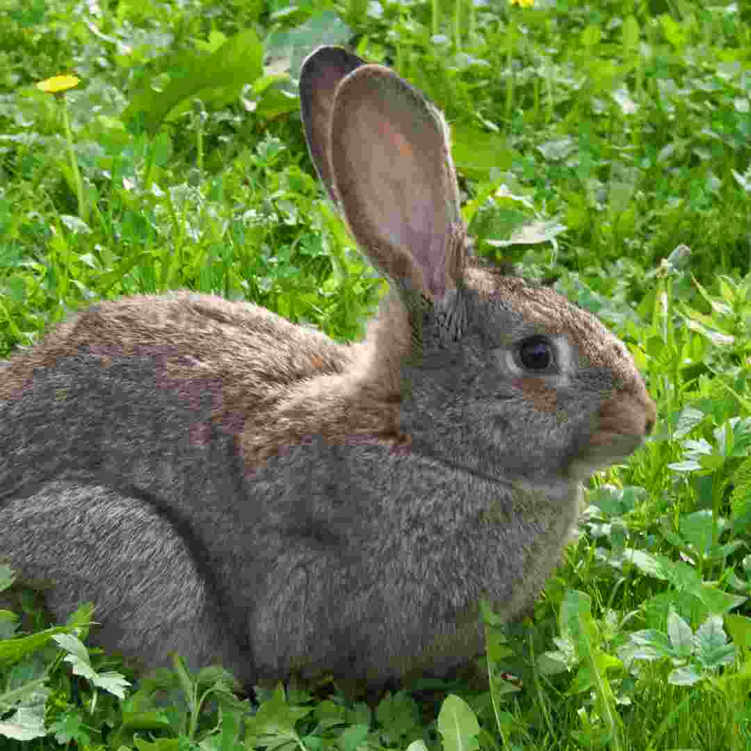 can you use rabbit poop in compost