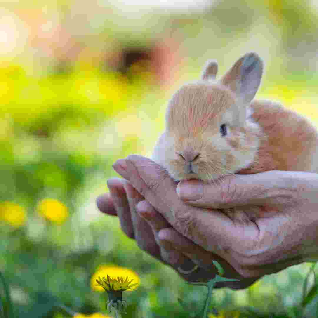 unusual rabbit names