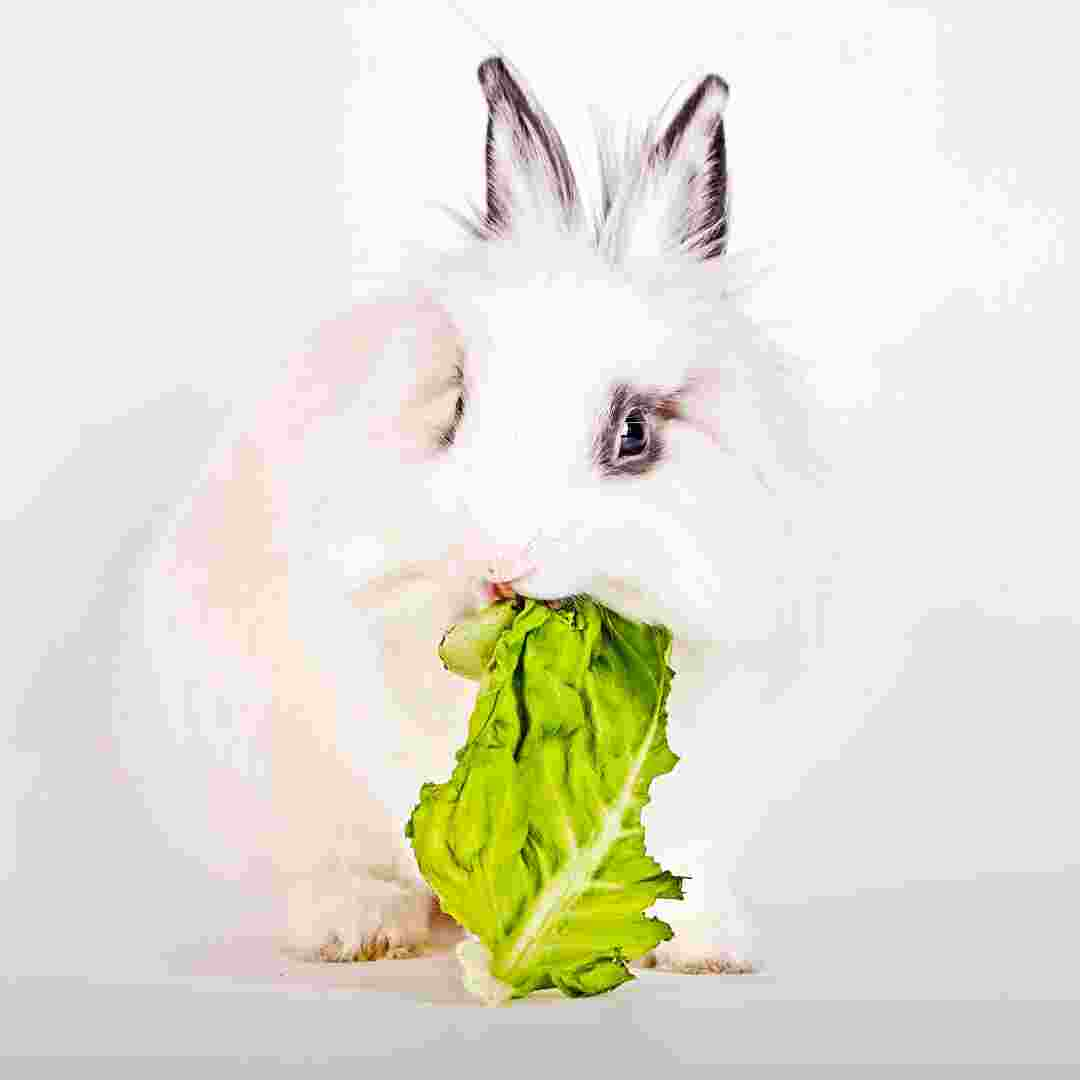 why can rabbits not eat iceberg lettuce