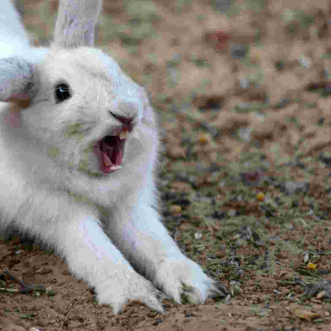 how to get rabbit out of window well