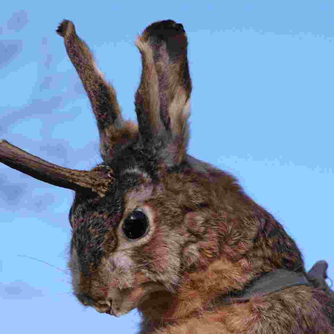 what rabbit has antlers