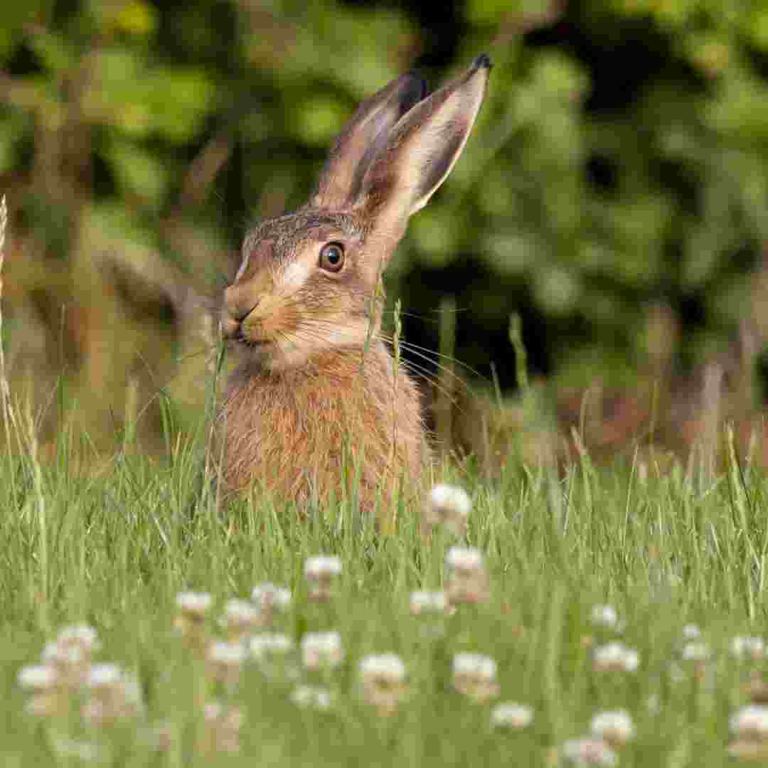 rabbit or hare