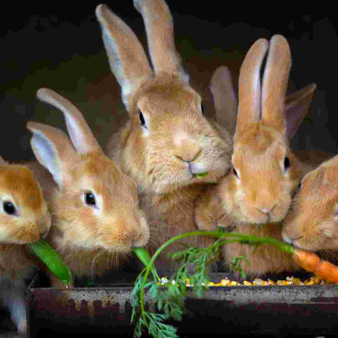 rabbit problem in australia