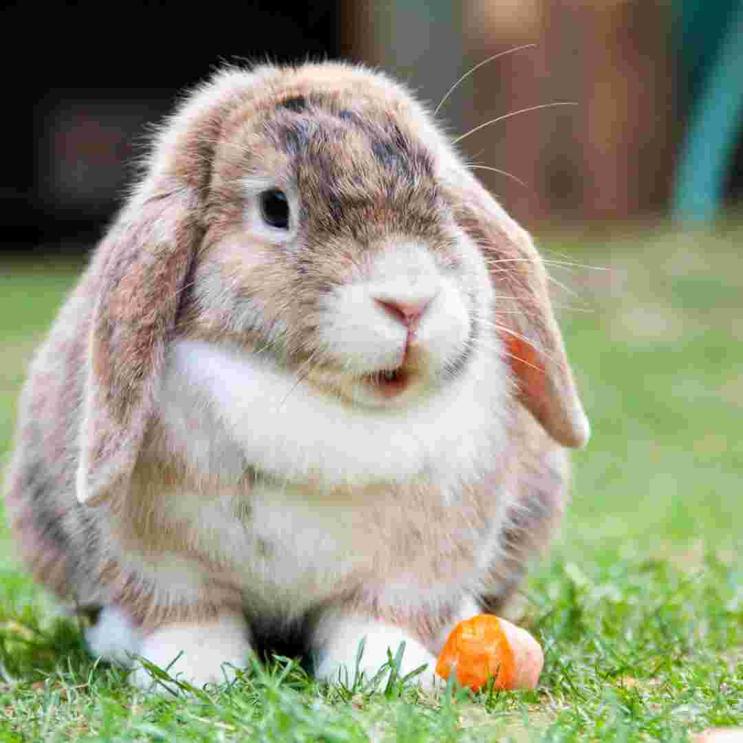 rabbit or bunny