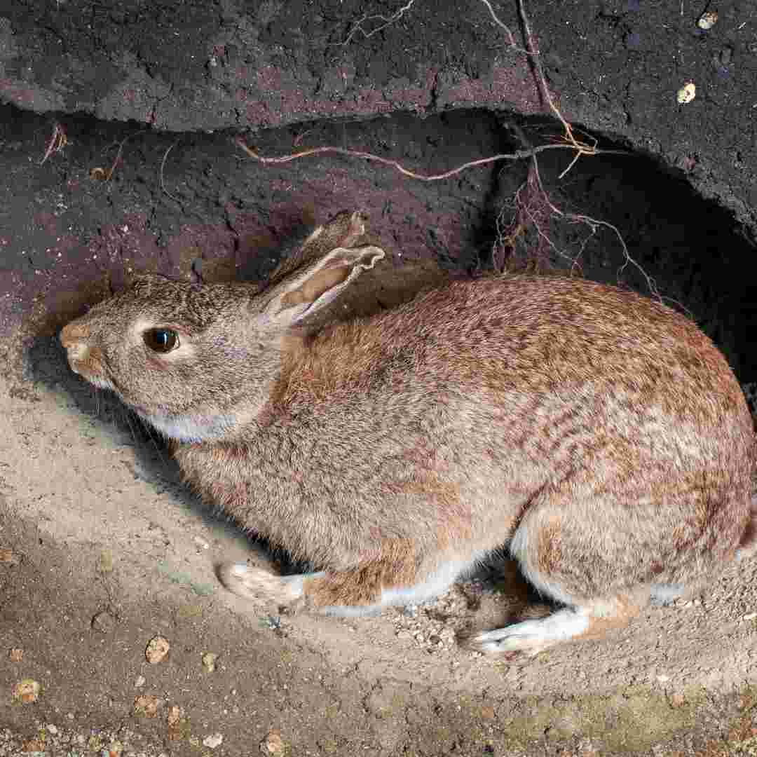 how do rabbits make burrows