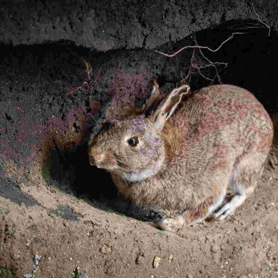 how do rabbits make burrows