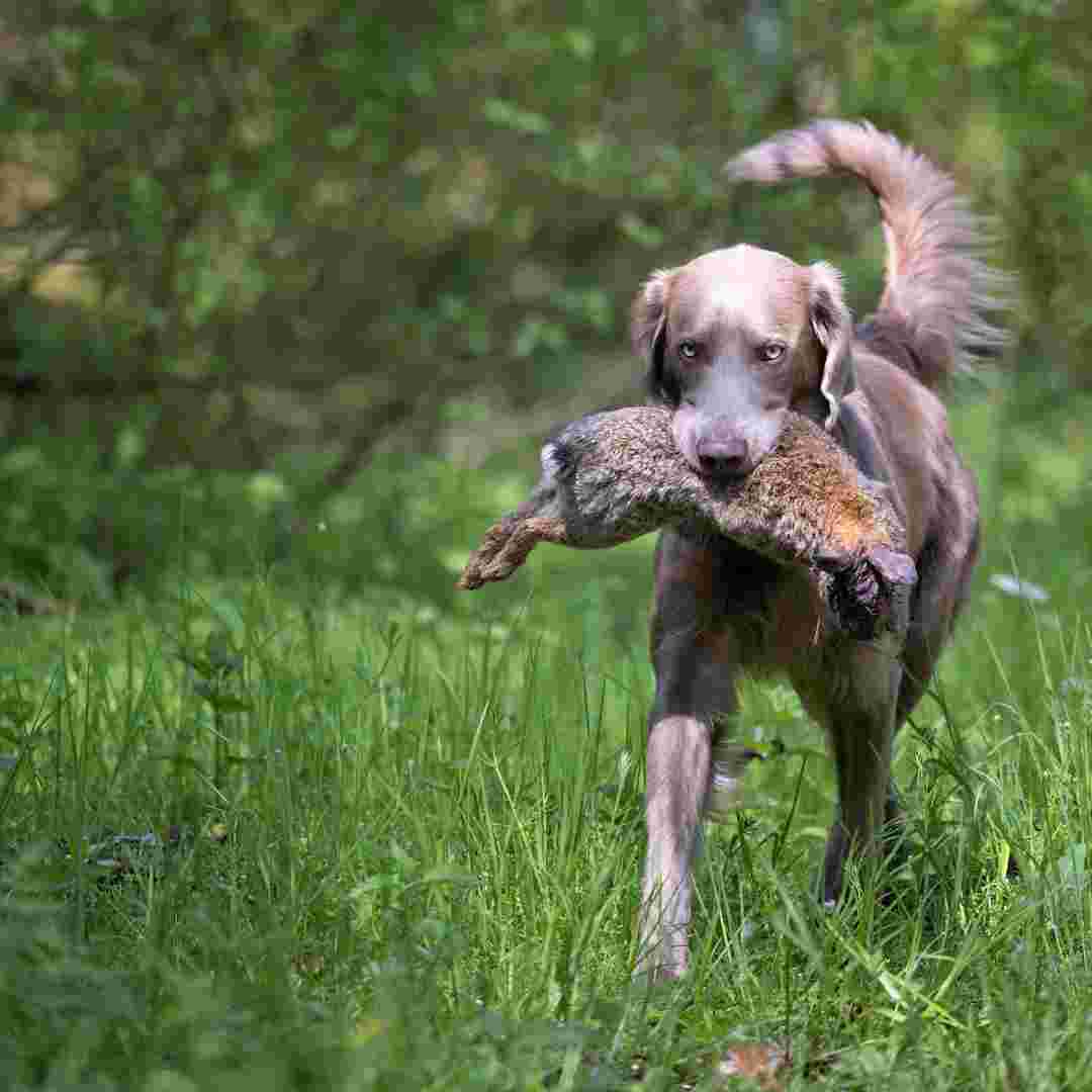 best rabbit hunting with beagles 2022