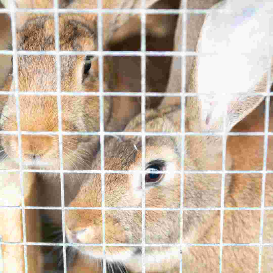 questions for rabbit proof fence