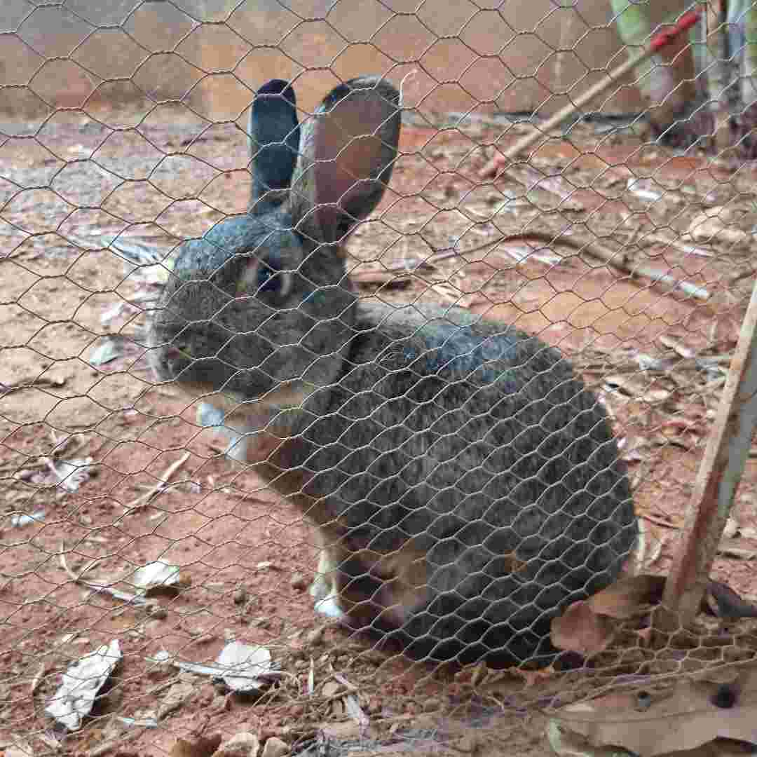 questions for rabbit proof fence