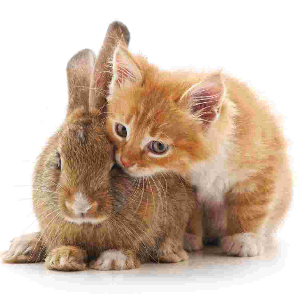 why vietnam use cat instead of rabbit