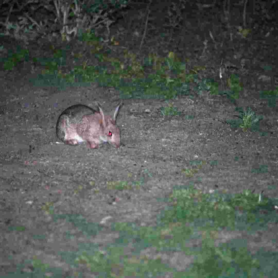 why do rabbits come out at night