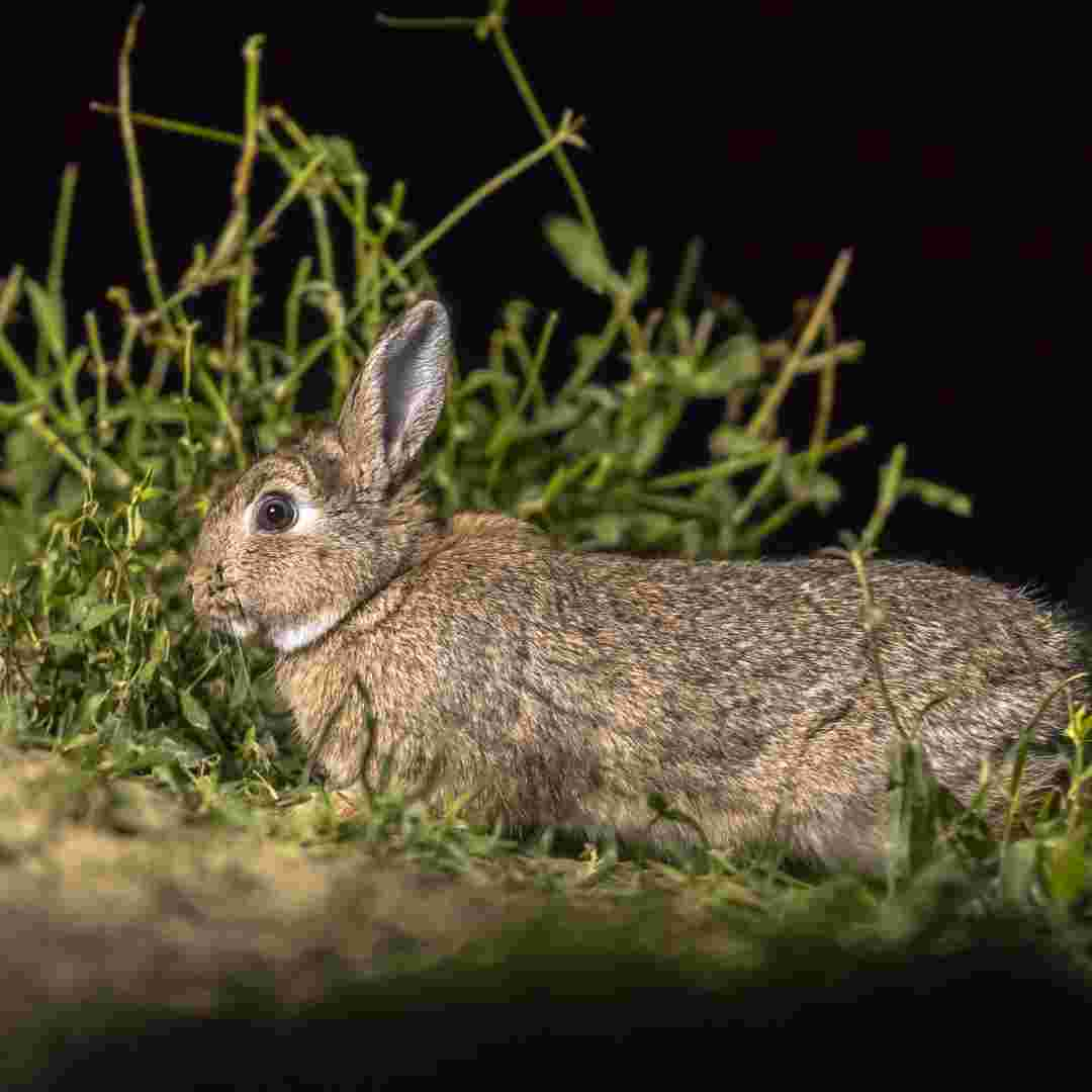 Unveiling the Mystery: Why Do Rabbits Come Out at Night?