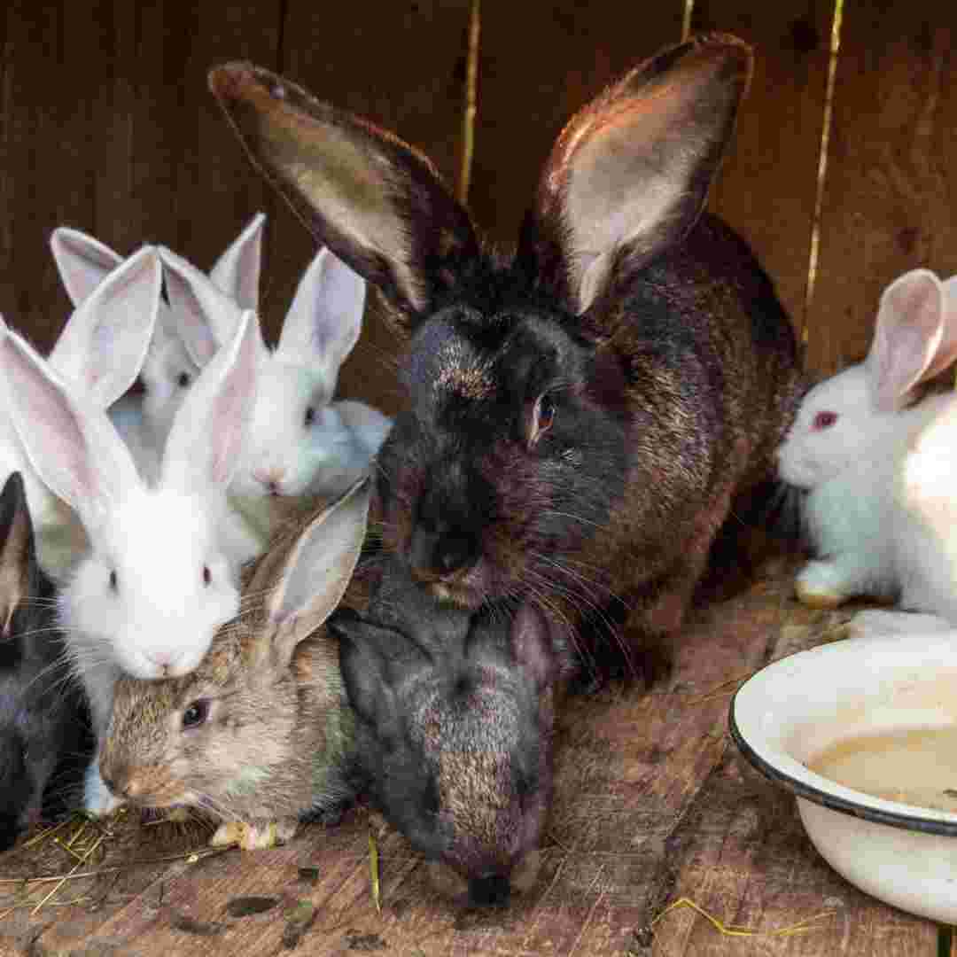 when to breed rabbits