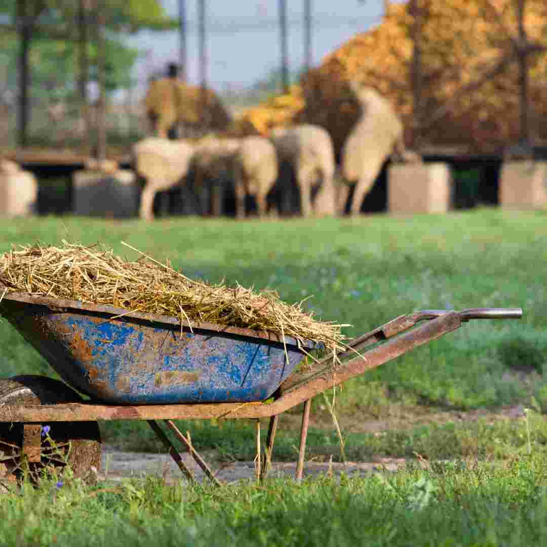 how much does rabbit manure cost