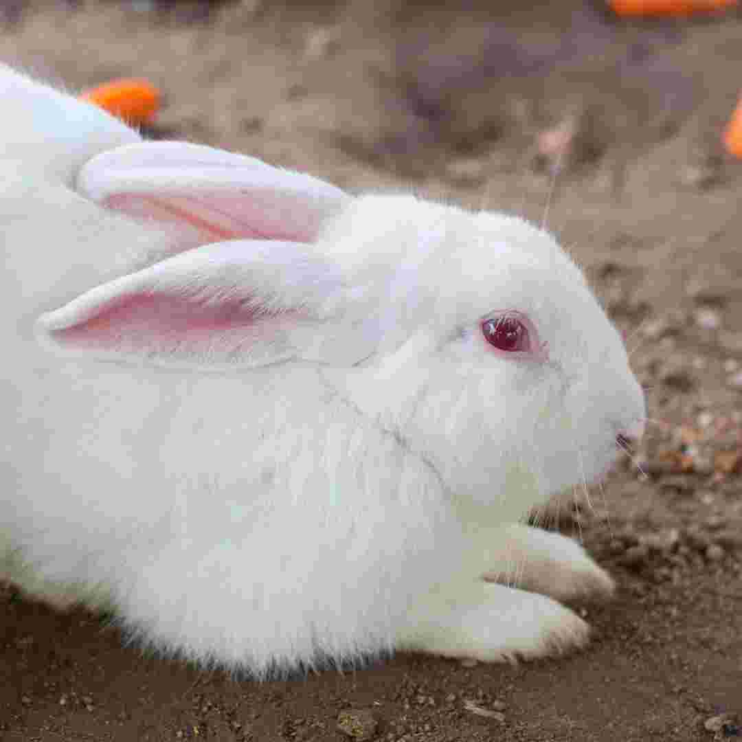 why do rabbits have red eyes