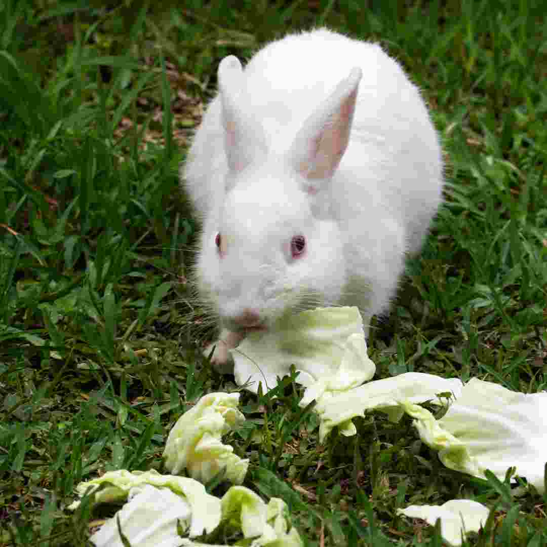 what veggies rabbits