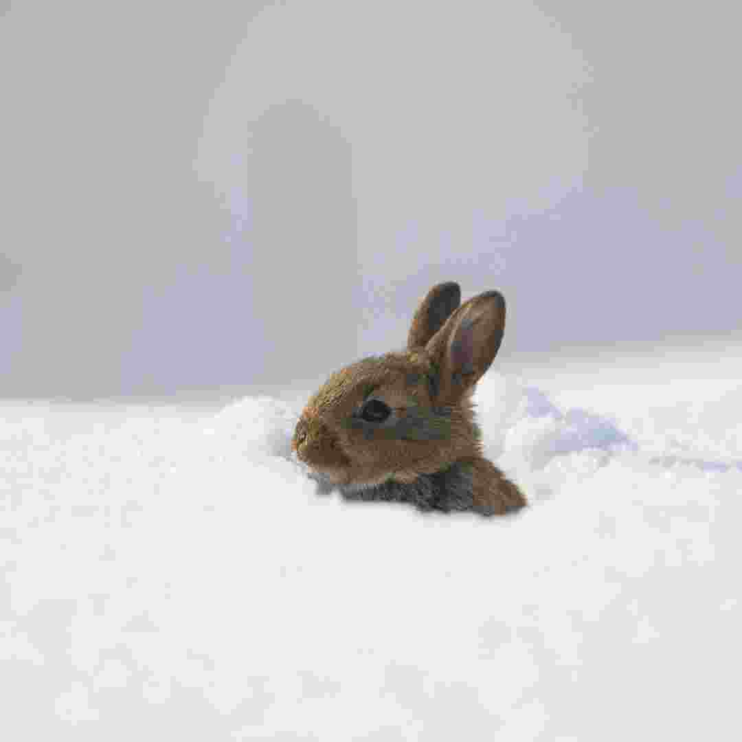 is rabbit too cold