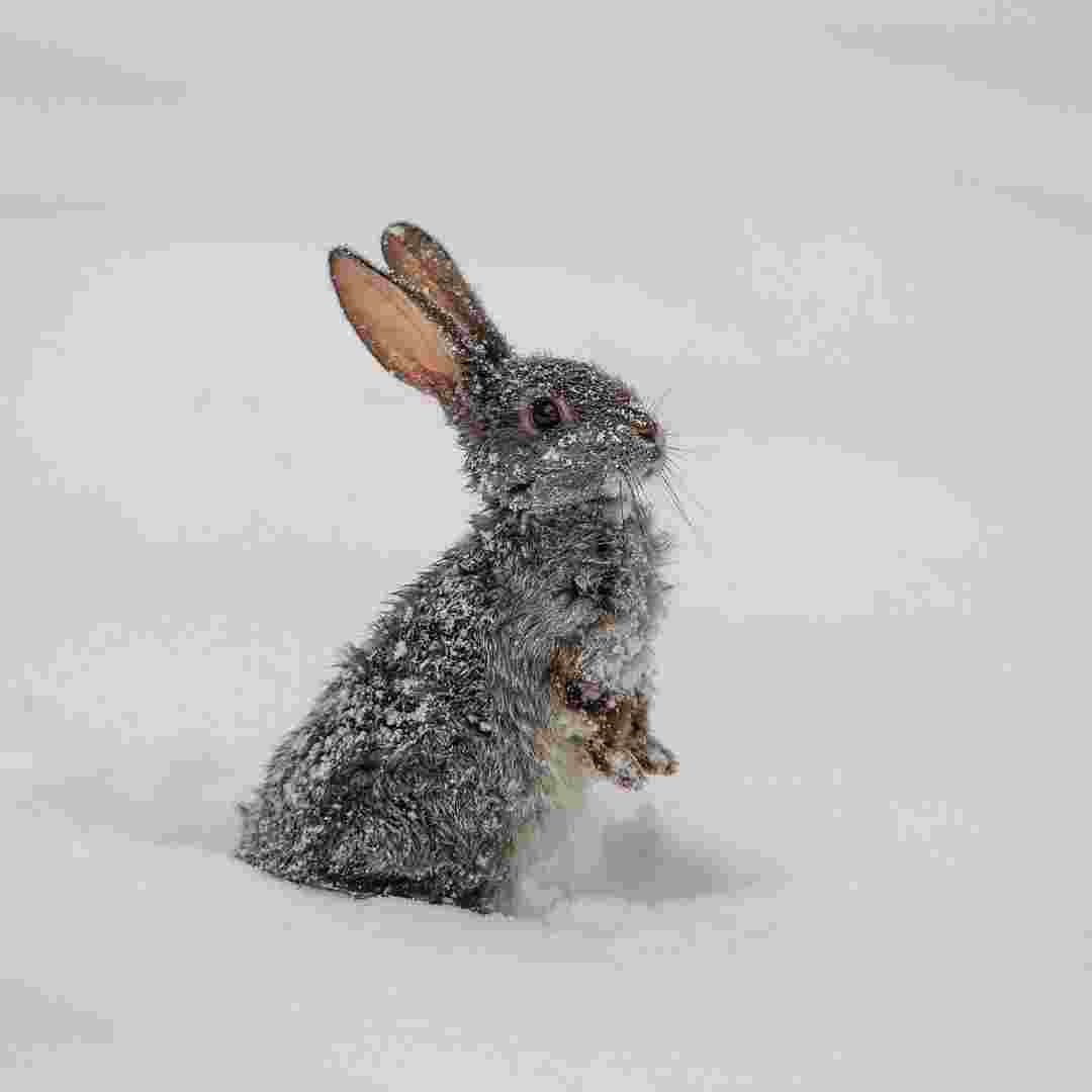 is rabbit too cold