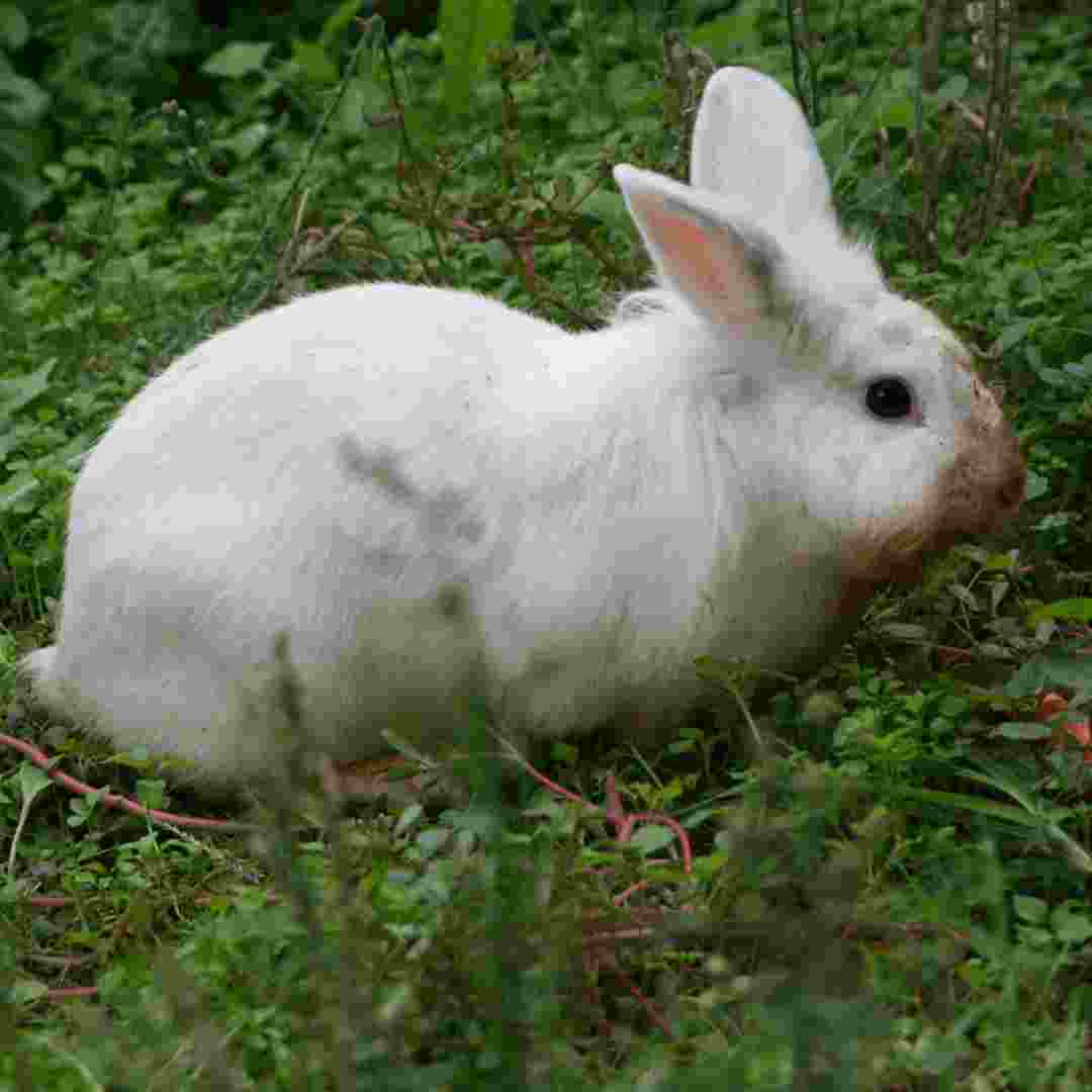 difference rabbit and bunny