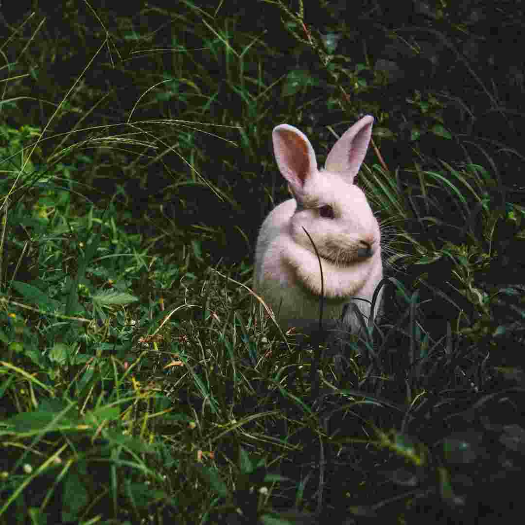 difference rabbit and bunny