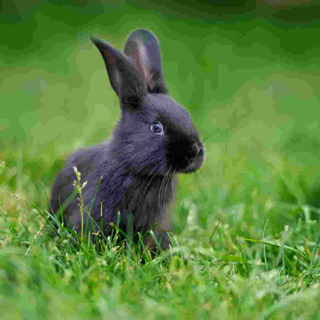 is it ok to feed a wild rabbit