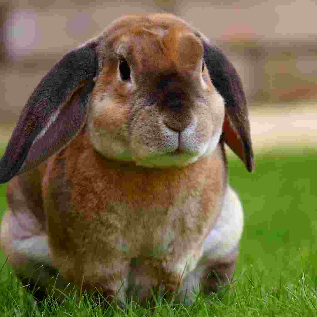 is it ok to feed a wild rabbit