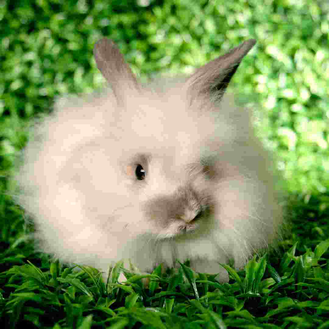 how much does rabbit fur sell for