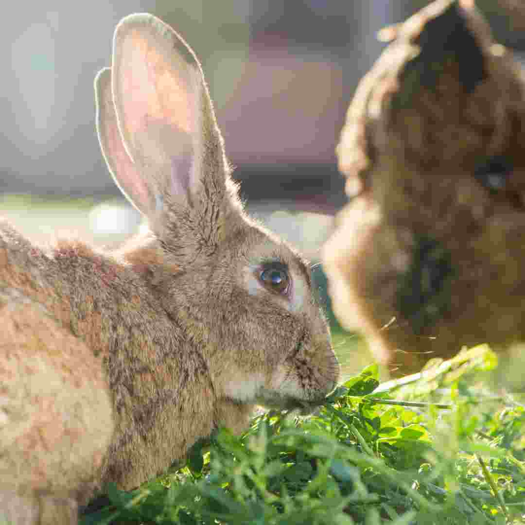 can you put rabbit and chickens together