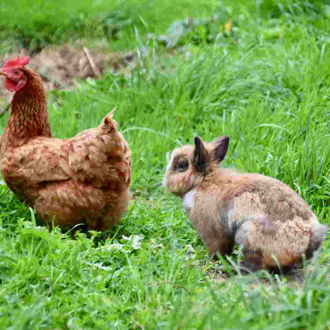 can you put rabbit and chickens together