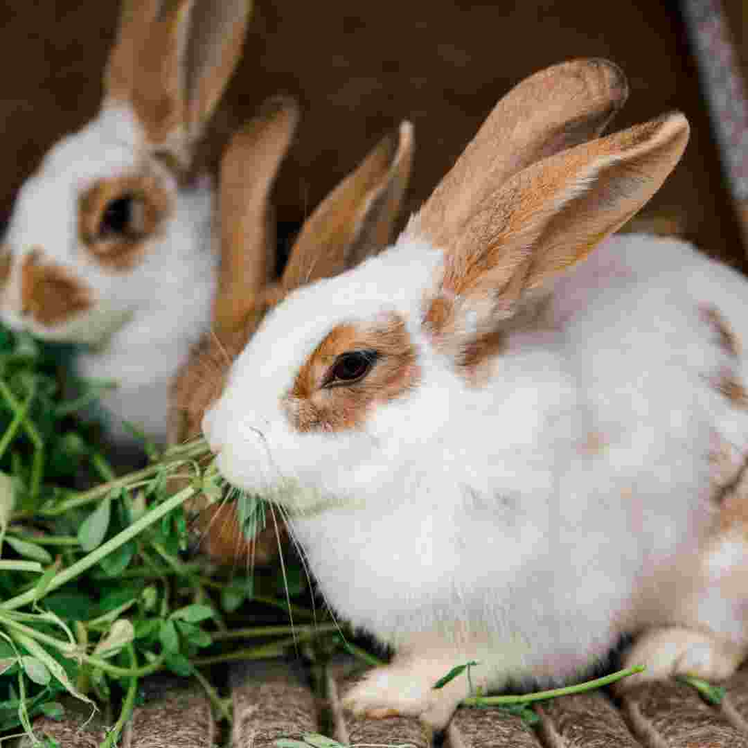 what veggies rabbits can eat