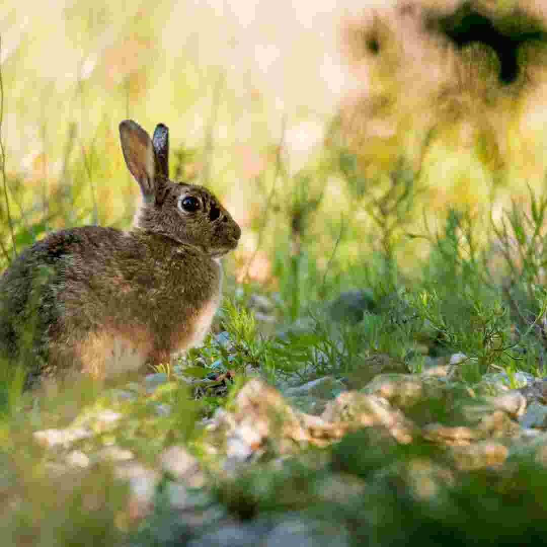 why do rabbits roll over