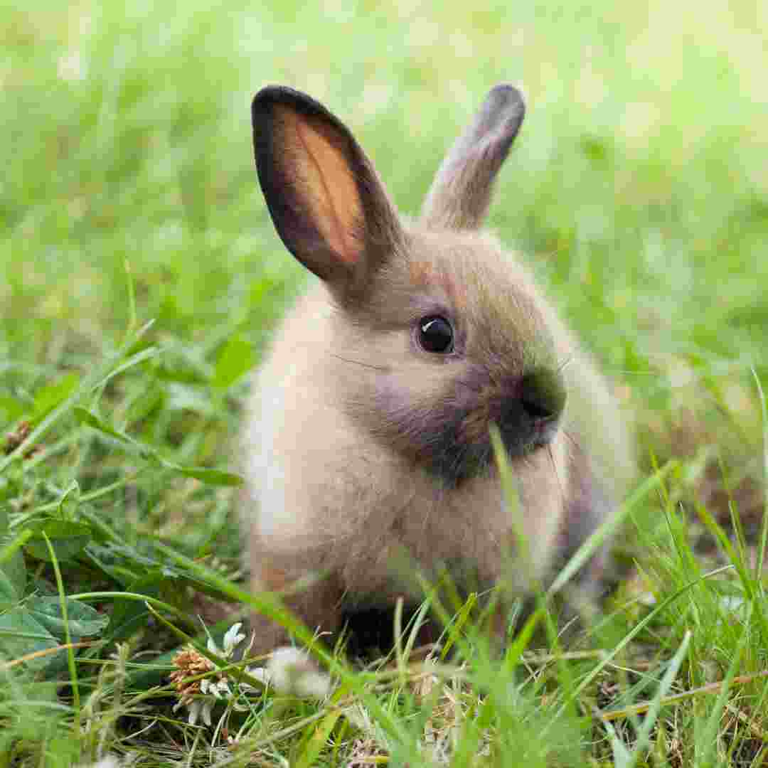 is it ok to touch a baby rabbit