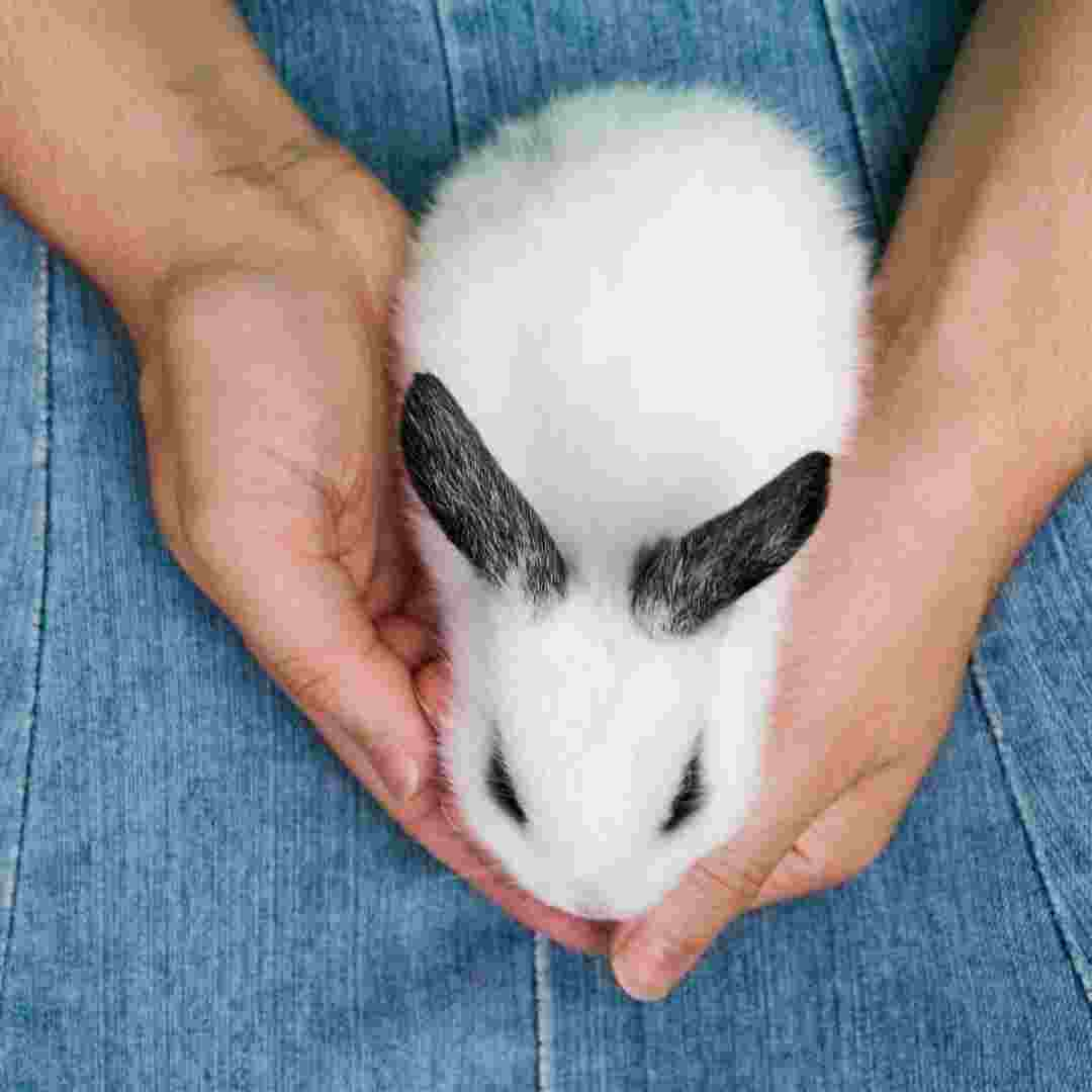 is it ok to touch a baby rabbit